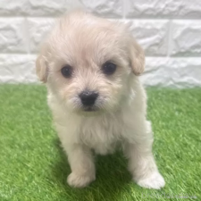 ♀︎マルプー:マルチーズ×トイプードル