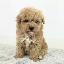 オンライン見学