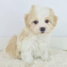 オンライン見学