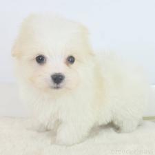 ♀︎ミックス犬