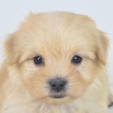 ♀︎ミックス犬