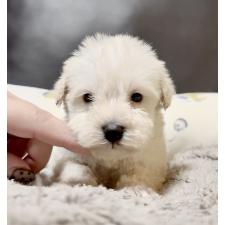 ♀︎ミニチュアシュナウザー