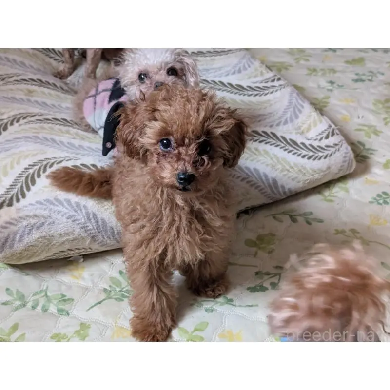 販売中の東京都のタイニープードル-454556の4枚目