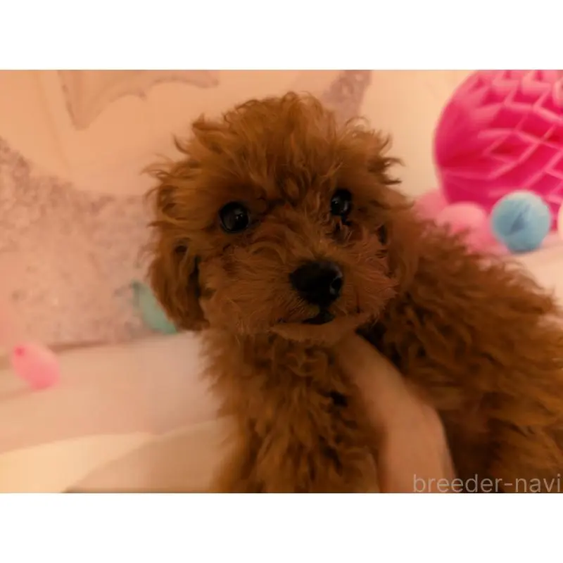 販売中の東京都のタイニープードル-454556の3枚目
