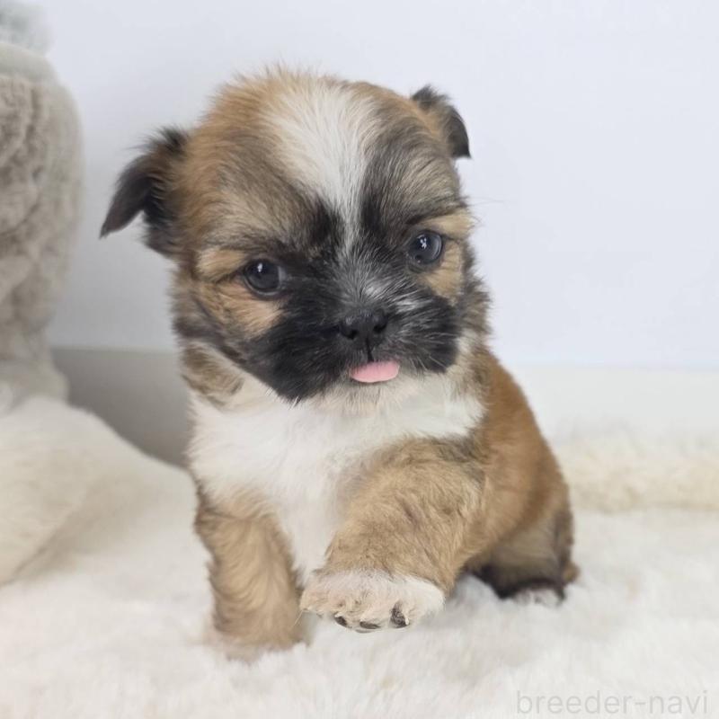 販売中の茨城県のミックス犬-454612の5枚目