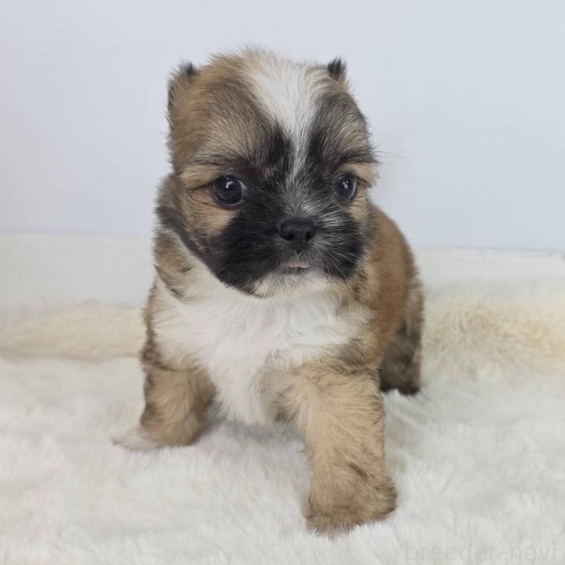 販売中の茨城県のミックス犬-454612の3枚目