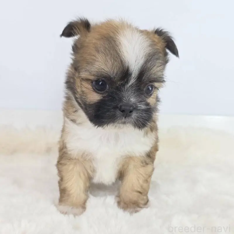 販売中の茨城県のミックス犬-454612の2枚目