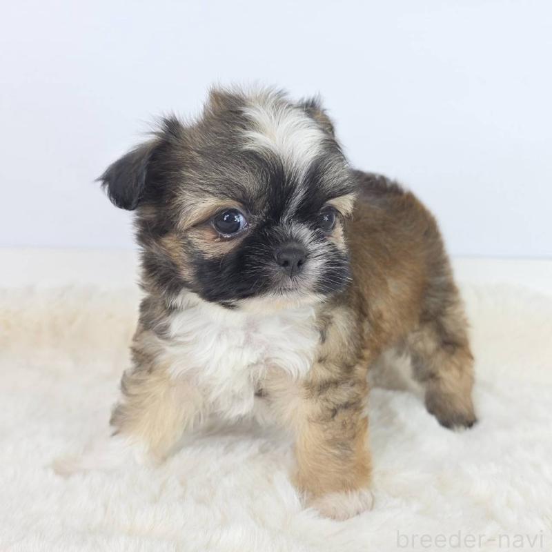 販売中の茨城県のミックス犬-454613の4枚目