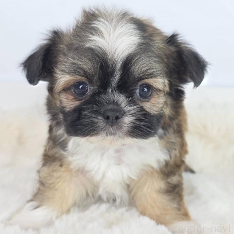 販売中の茨城県のミックス犬-454613の3枚目