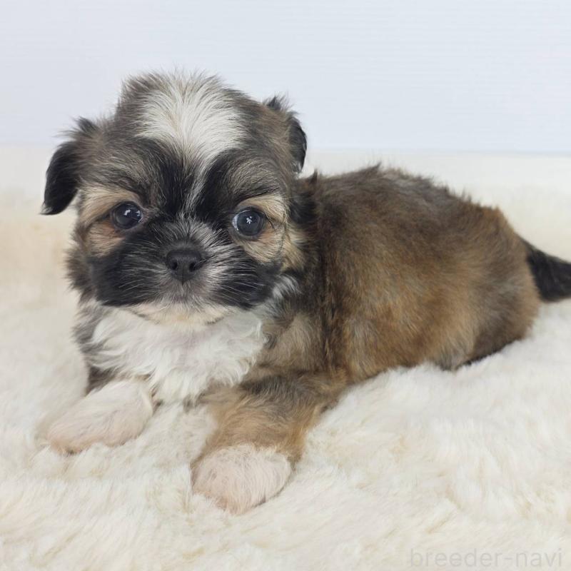 販売中の茨城県のミックス犬-454613の2枚目