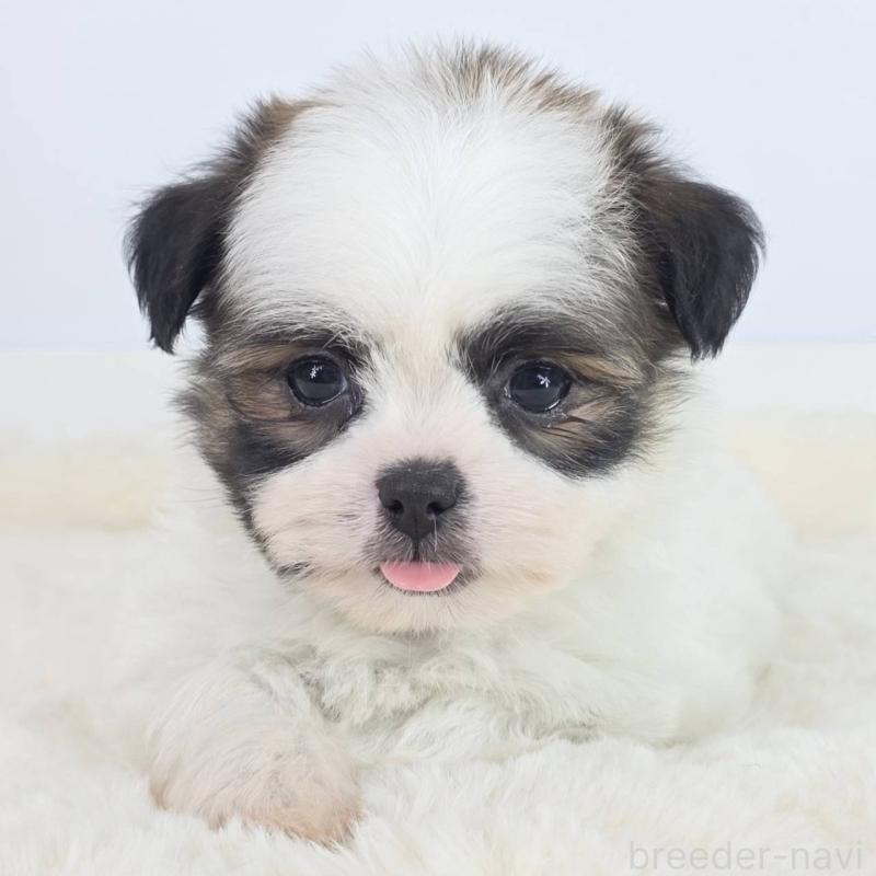 販売中の茨城県のミックス犬-454614の5枚目