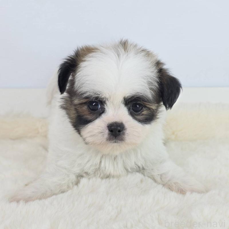 販売中の茨城県のミックス犬-454614の4枚目