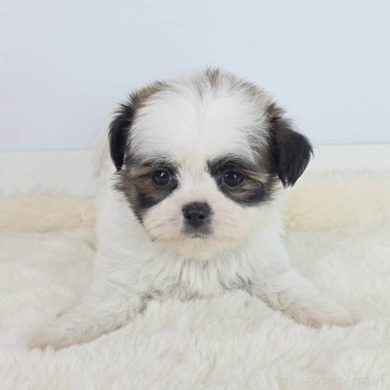 販売中の茨城県のミックス犬-454614の3枚目