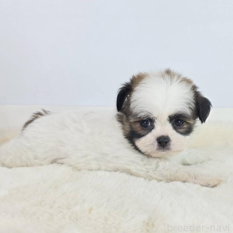 販売中の茨城県のミックス犬-454614の2枚目