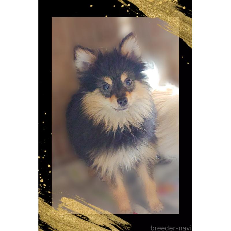 販売中の栃木県のポメラニアン-415770の6枚目