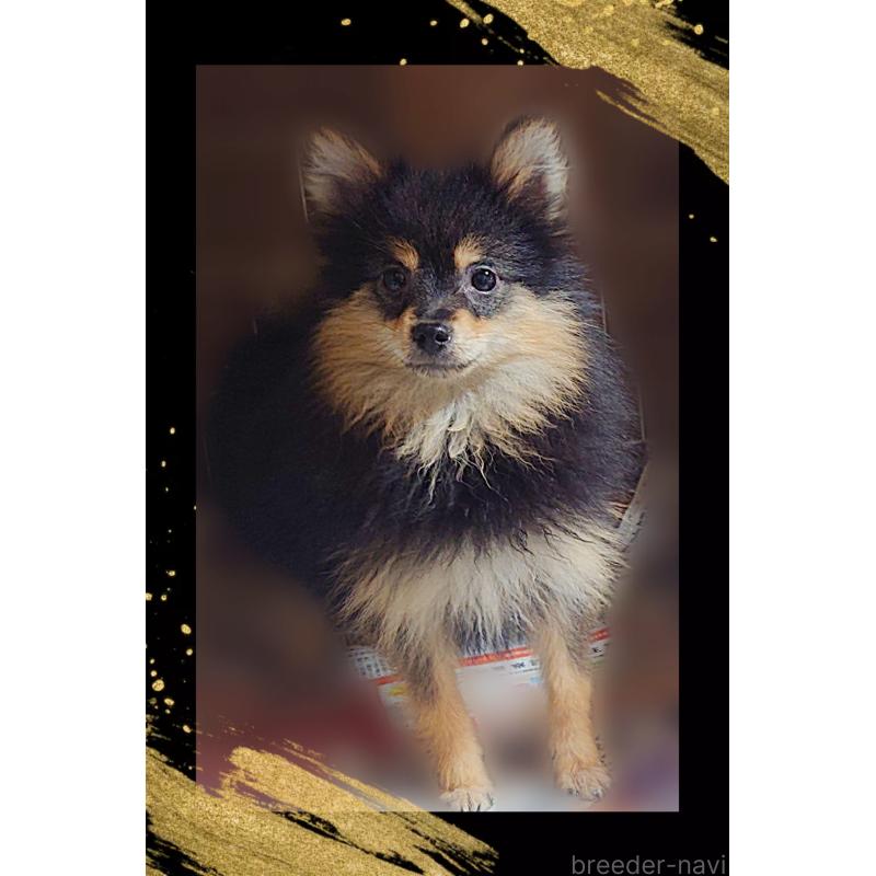 販売中の栃木県のポメラニアン-415770の5枚目