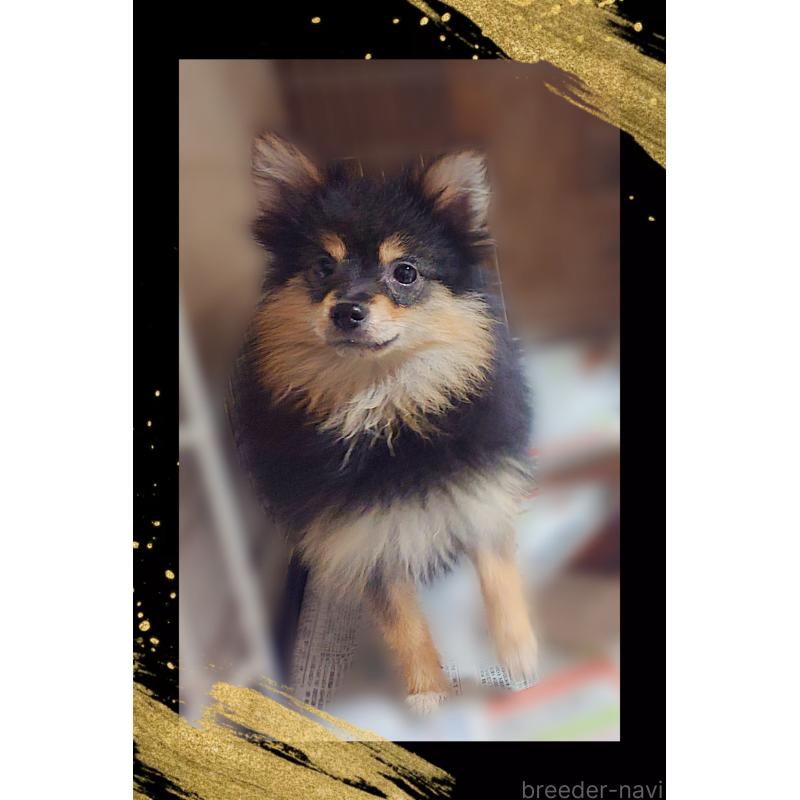 販売中の栃木県のポメラニアン-415770の4枚目