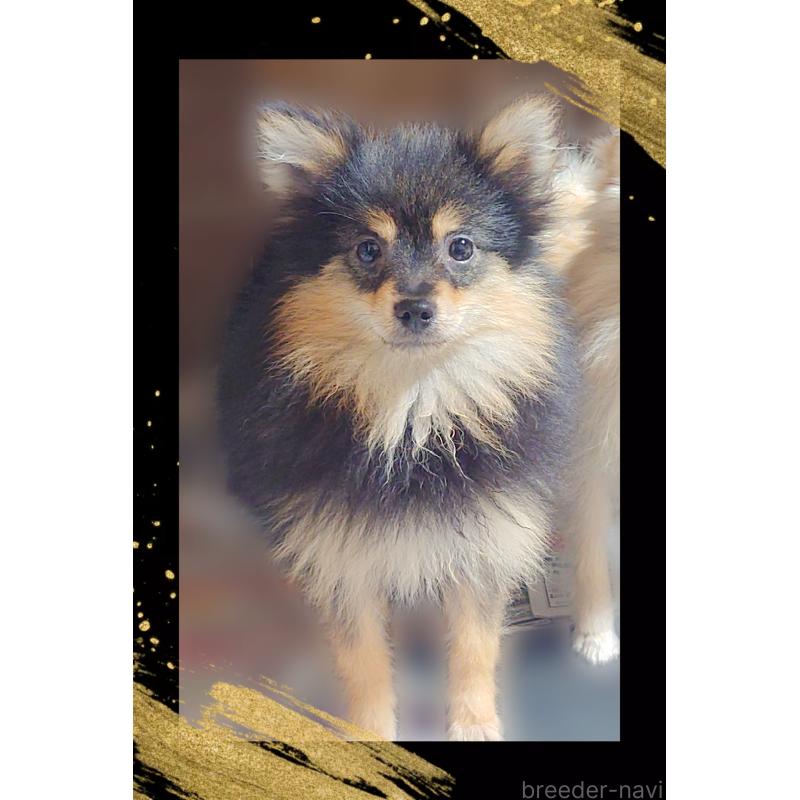 販売中の栃木県のポメラニアン-415770の3枚目