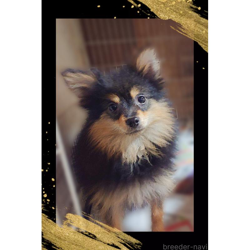 販売中の栃木県のポメラニアン-415770の2枚目