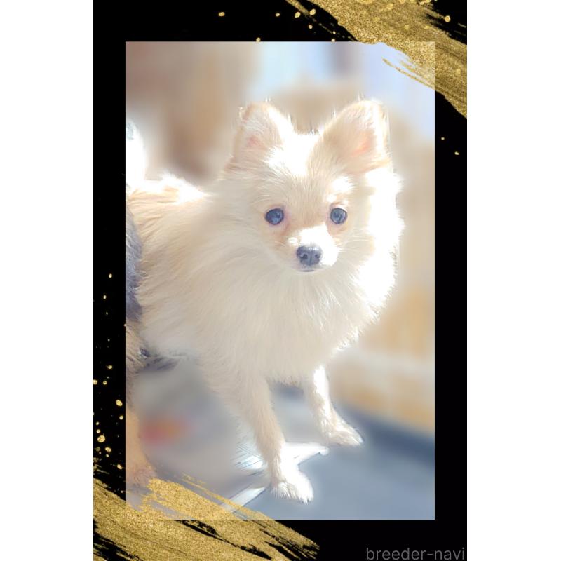 販売中の栃木県のポメラニアン-408297の5枚目