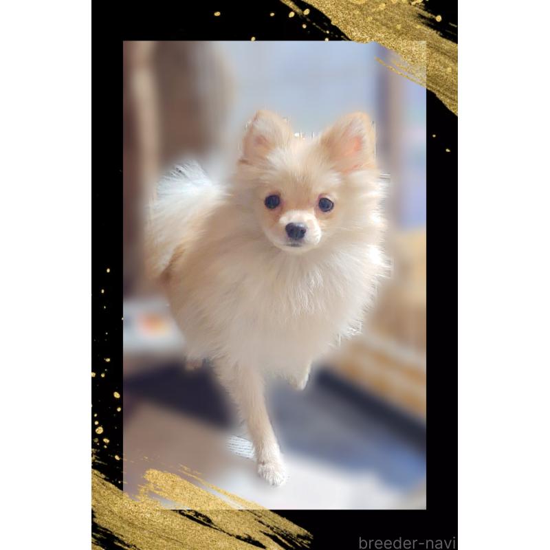 販売中の栃木県のポメラニアン-408297の4枚目