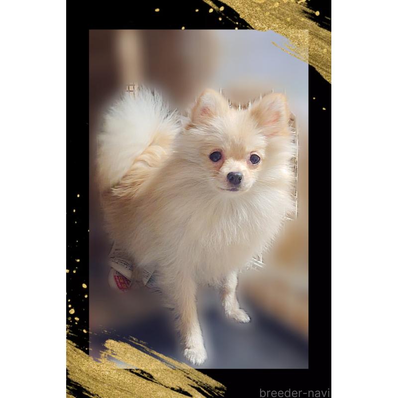 販売中の栃木県のポメラニアン-408297の3枚目