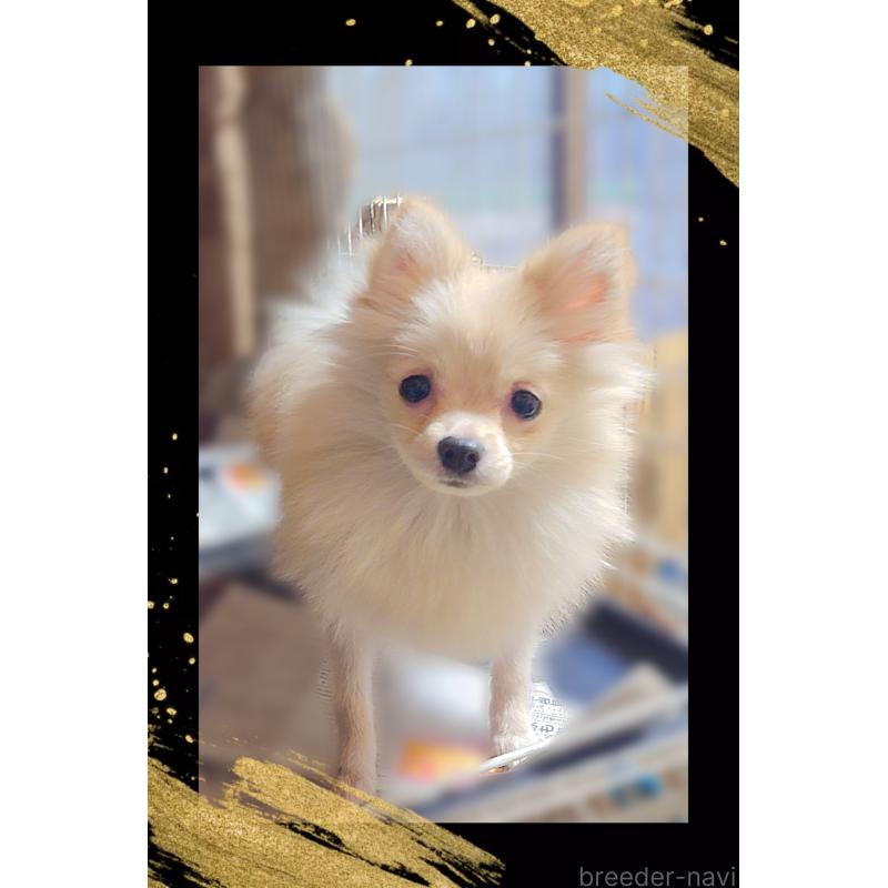 販売中の栃木県のポメラニアン-408297の2枚目