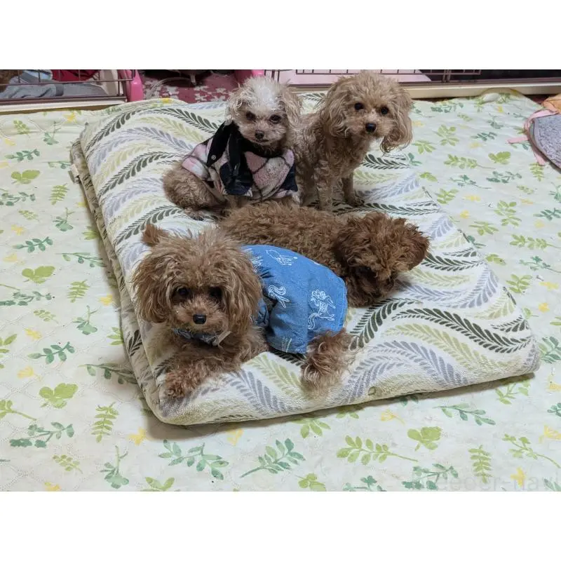 販売中の東京都のタイニープードル-454556の2枚目