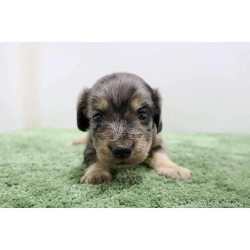 販売中の群馬県のミニチュアダックスフンド(ロングヘアード)-454615の6枚目