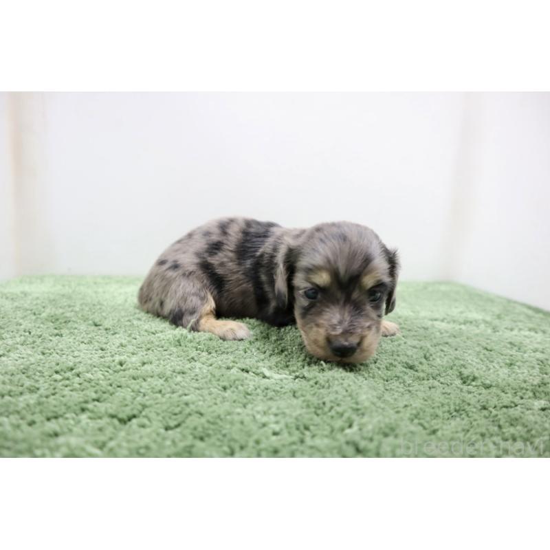 販売中の群馬県のミニチュアダックスフンド(ロングヘアード)-454615の5枚目