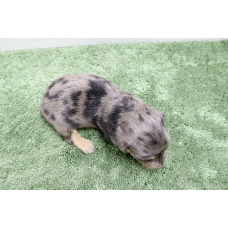 販売中の群馬県のミニチュアダックスフンド(ロングヘアード)-454615の4枚目