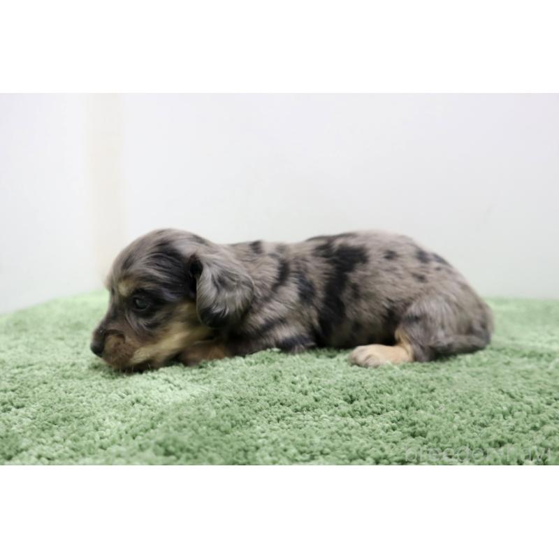 販売中の群馬県のミニチュアダックスフンド(ロングヘアード)-454615の3枚目