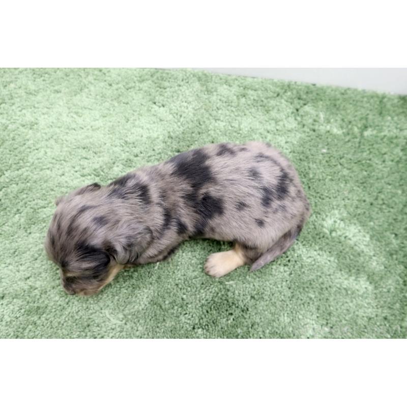 販売中の群馬県のミニチュアダックスフンド(ロングヘアード)-454615の2枚目