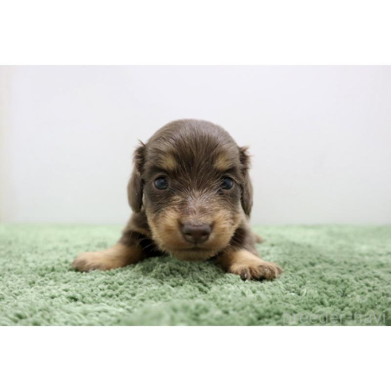 販売中の群馬県のミニチュアダックスフンド(ロングヘアード)-454616の6枚目