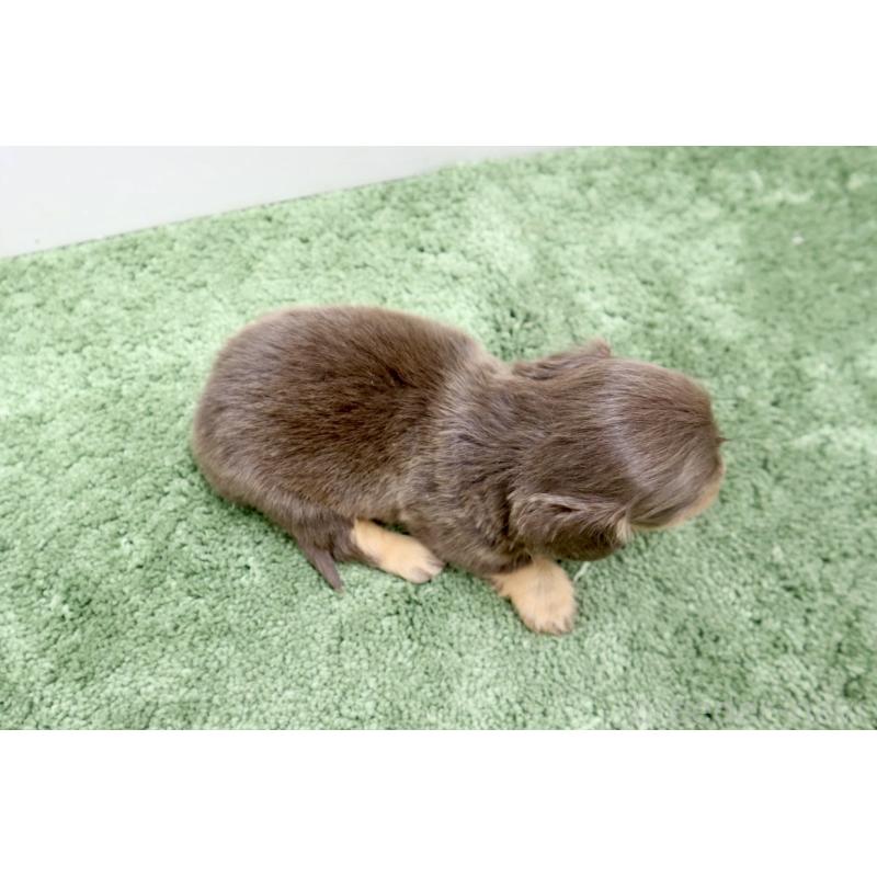 販売中の群馬県のミニチュアダックスフンド(ロングヘアード)-454616の4枚目