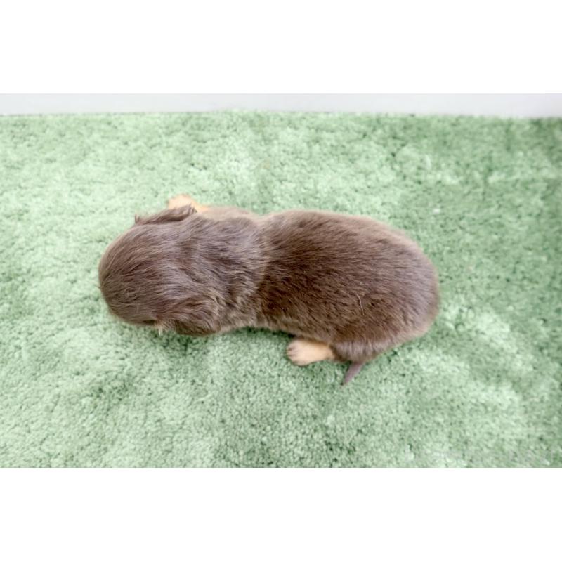 販売中の群馬県のミニチュアダックスフンド(ロングヘアード)-454616の2枚目