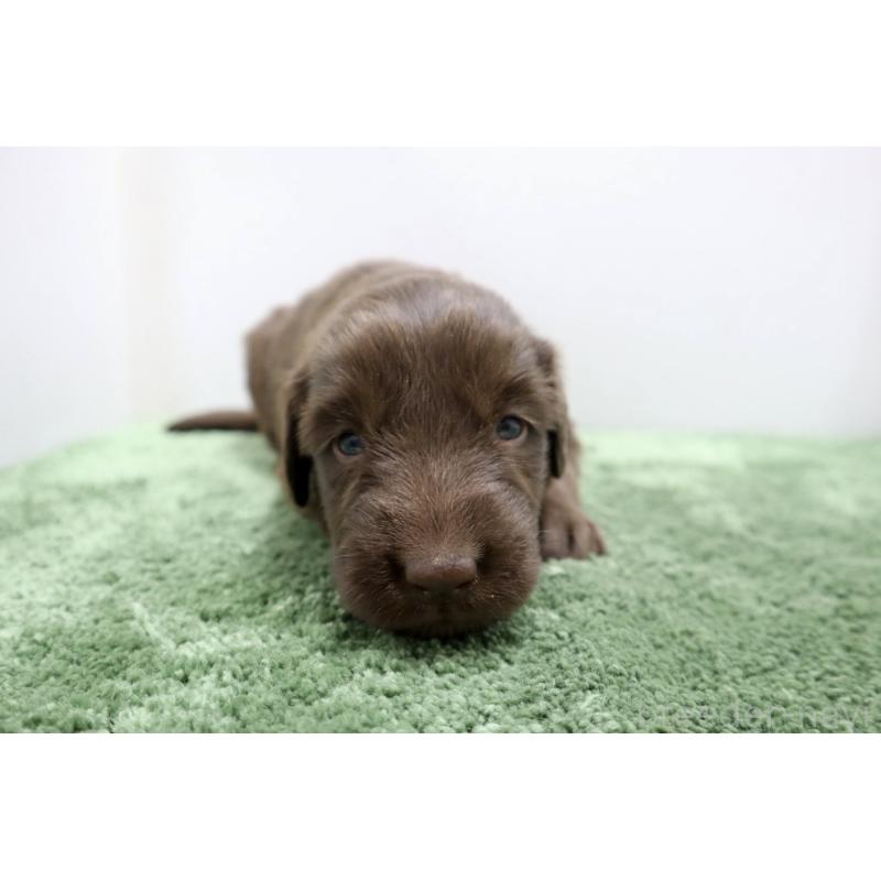 販売中の群馬県のフラットコーテッドレトリーバー-454617の6枚目