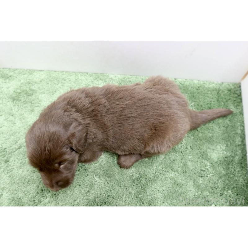 販売中の群馬県のフラットコーテッドレトリーバー-454617の3枚目