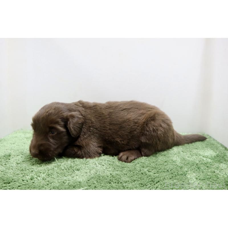 販売中の群馬県のフラットコーテッドレトリーバー-454617の2枚目