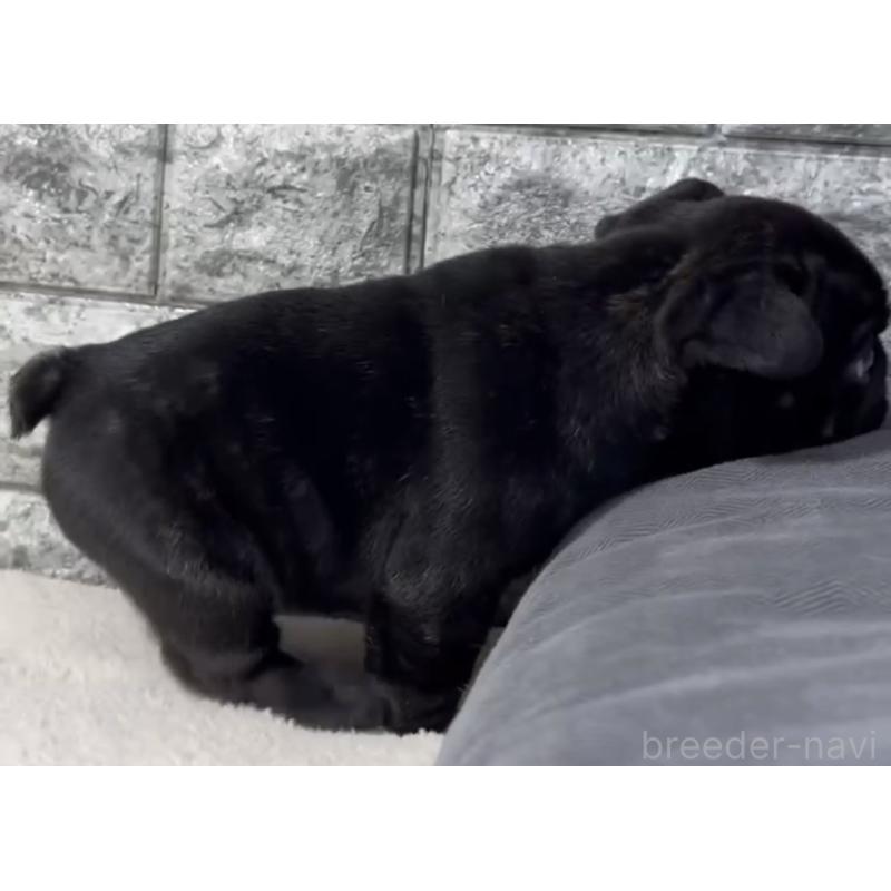 販売中の岐阜県のフレンチブルドッグ-454619の5枚目