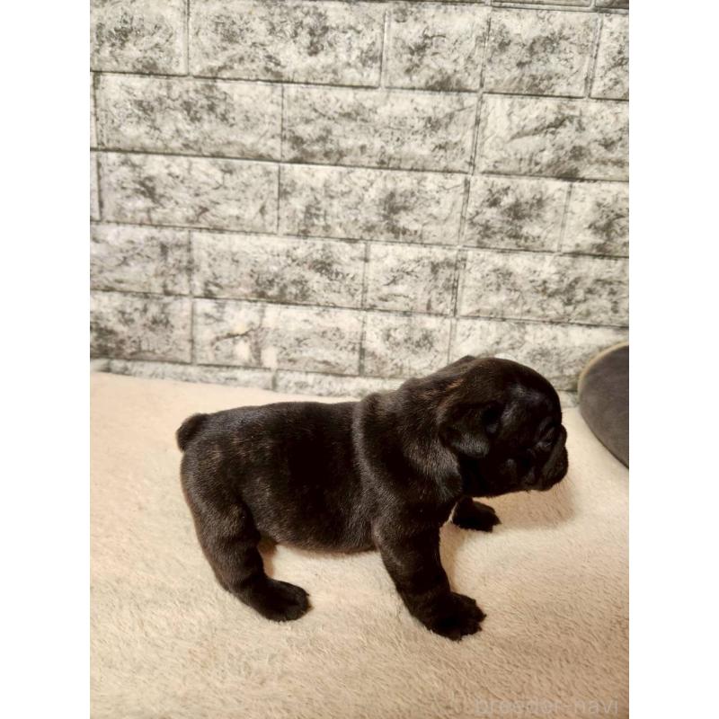 販売中の岐阜県のフレンチブルドッグ-454619の4枚目