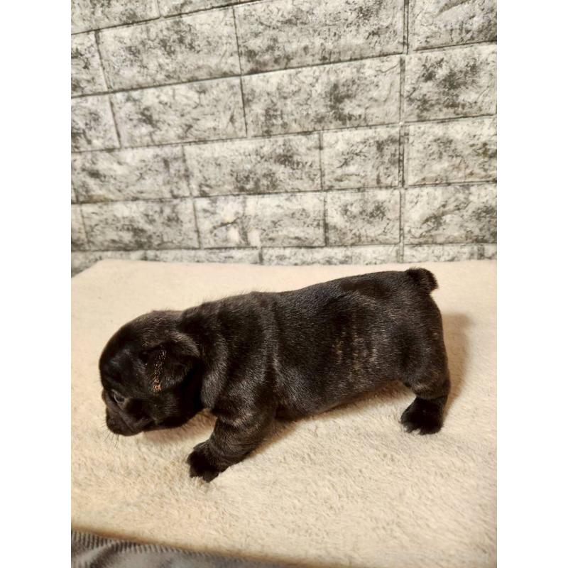 販売中の岐阜県のフレンチブルドッグ-454619の2枚目