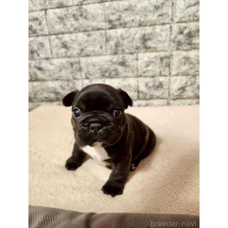 販売中の岐阜県のフレンチブルドッグ-454619の3枚目