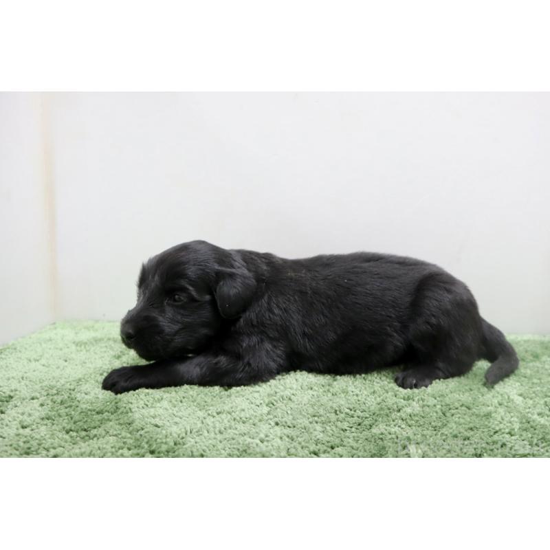 販売中の群馬県のフラットコーテッドレトリーバー-454618の6枚目