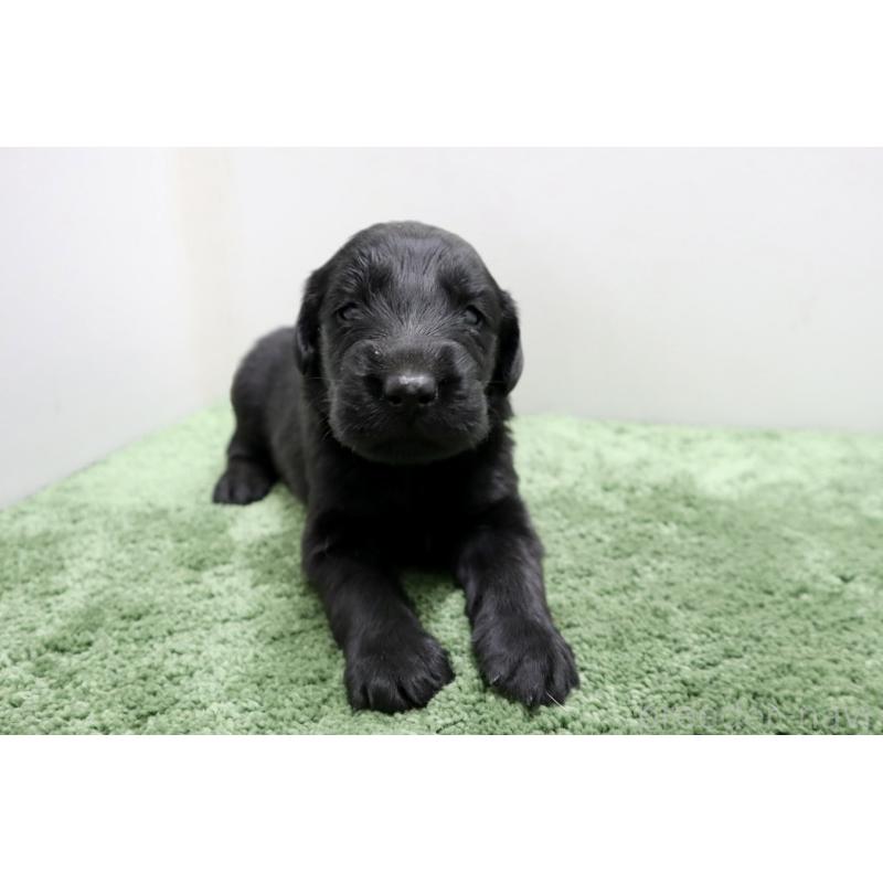 販売中の群馬県のフラットコーテッドレトリーバー-454620の6枚目