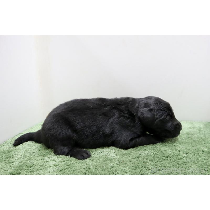 販売中の群馬県のフラットコーテッドレトリーバー-454620の5枚目