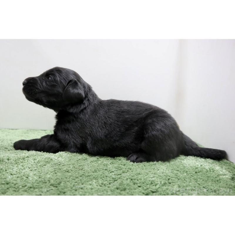 販売中の群馬県のフラットコーテッドレトリーバー-454620の2枚目