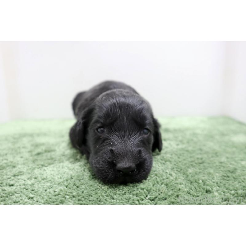 販売中の群馬県のフラットコーテッドレトリーバー-454621の6枚目