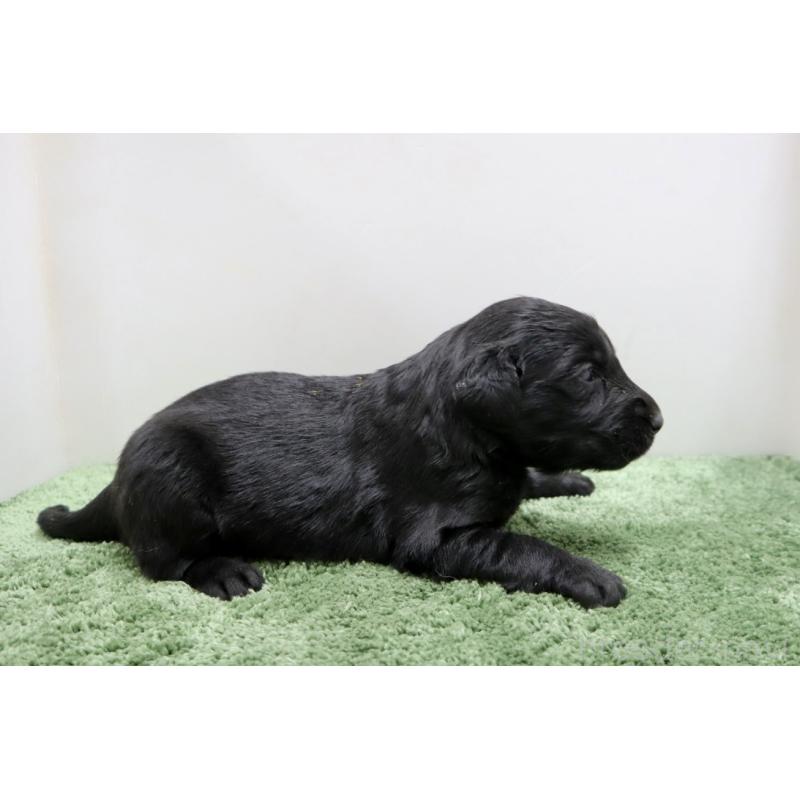 販売中の群馬県のフラットコーテッドレトリーバー-454621の5枚目