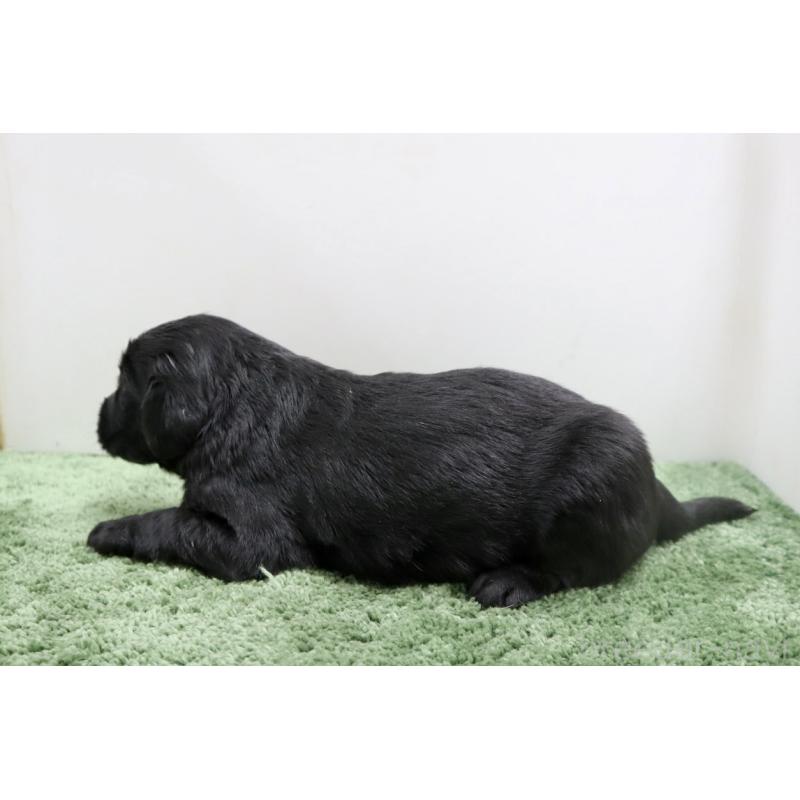 販売中の群馬県のフラットコーテッドレトリーバー-454621の3枚目